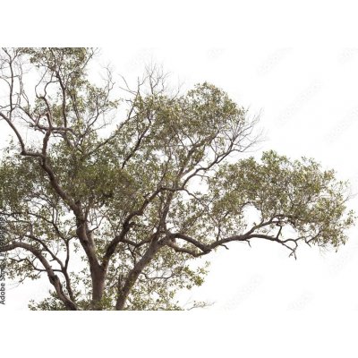 WEBLUX 149190909 Fototapeta vliesová tree isolated on white background. strom izolovaných na bílém pozadí. rozměry 145 x 100 cm – Hledejceny.cz