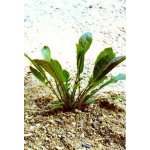 Neobeckia aquatica - Brukev vodní – Zboží Dáma