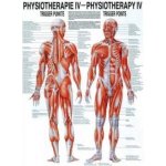 Rüdiger-Anatomie Naučný plakát Fyzioterapie IV – Zboží Dáma