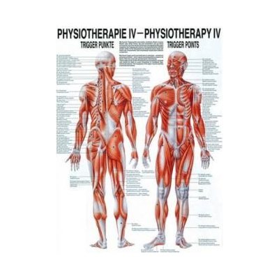 Rüdiger-Anatomie Naučný plakát Fyzioterapie IV – Zboží Dáma
