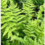 Thelypteris palustris – košík 9x9 cm – Sleviste.cz