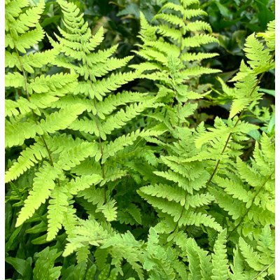 Thelypteris palustris – košík 9x9 cm – Sleviste.cz