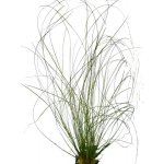 Eriocaulon sp. Feather Duster – Zboží Mobilmania