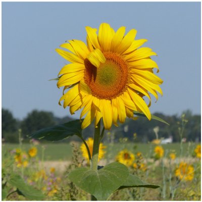 Slunečnice King Kong - Helianthus annuus - osivo slunečnice - 6 ks