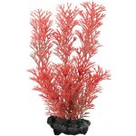 Tetra Myriophyllum heterophyllum - Red Foxtail 15 cm – Hledejceny.cz