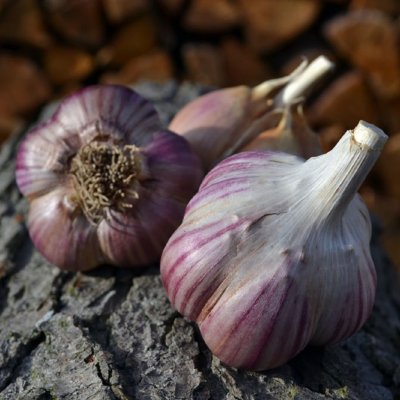 Sadbový česnek Janko - Allium sativum - paličák - 1 balení – Zboží Dáma