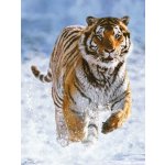 Ravensburger Tygr na sněhu 500 dílků – Zboží Mobilmania