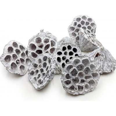 mech-mech.cz Sušený Lotos vel. M - Bílý 10 ks – Zboží Dáma