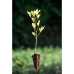 Jinan dvoulaločný QP60 (20/30) – Zboží Dáma