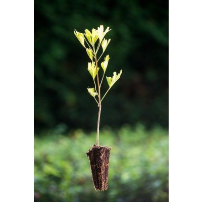 Jinan dvoulaločný QP60 (20/30) – Zboží Dáma