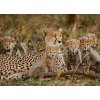 Tapety WEBLUX Fototapeta plátno Mother cheetah and her cubs in the savannah. Kenya. Tanzania. Africa. National Park. Serengeti. Maasai Mara. An excellent illustration. - 1003678 240 x 174 cm