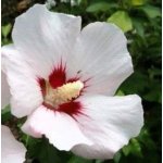 Hibiscus syr. 'Melrose' Prodejní velikost: 015/020, Velikost hrnku: 1 l