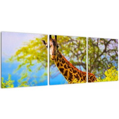 Obraz žirafy v Africe, třídílný 90x30 cm – Hledejceny.cz