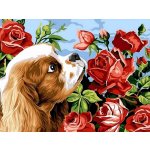 Norimpex Diamantové malování Kavalír king Charles španěl 30 x 40 cm – Zboží Mobilmania