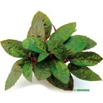 Hemigraphis colorata – Zboží Dáma