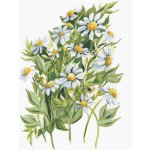 Zuty Malování podle čísel KOPRETINY ALEXANDRIA GILBERT – Hledejceny.cz