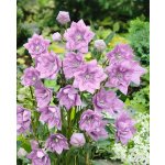 Boubelka růžová 'Platycodon grandiflorus' 3 ks – HobbyKompas.cz