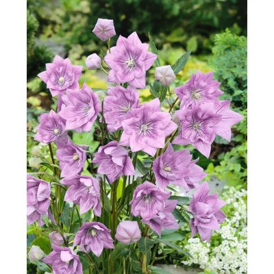 Boubelka růžová 'Platycodon grandiflorus' 3 ks – HobbyKompas.cz