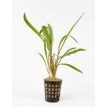 Cryptocoryne albida – Hledejceny.cz