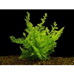 Ceratopteris siliquosa - Rohatec jemnolistý – Zbozi.Blesk.cz