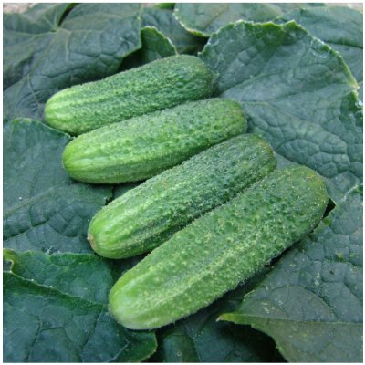 Okurka nakládačka Everest F1 - Cucumis sativus - semena okurky - 15 ks – Zboží Mobilmania