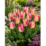 Tulipán 'Yasmine' 5 ks – Zboží Dáma