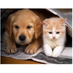 Vikpap 40 x 30 cm Nejlepší přátelé – Zboží Dáma