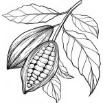 Alteya Kakaové máslo 100% Bio 350 ml – Zboží Dáma