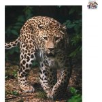 Jerry Fabrics Mikroflanelová dětská deka Leopard green – Zboží Mobilmania