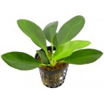 Anubias congensis - Anubis konžský – Zboží Dáma