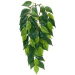 Hagen Exo Terra rostlina Ficus malá 45 cm – Zboží Dáma
