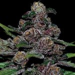 Anesia Seeds AUTO Blackberry Moonrocks semena neobsahují THC 5 ks – Zboží Dáma