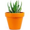 Květina Gardners Aloe Humilis, průměr 6 cm Aloe