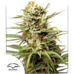 Dutch Passion AUTO White Widow semena neobsahují THC 3 ks – Sleviste.cz