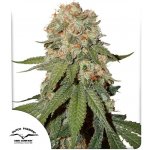 Dutch Passion Orange Bud semena neobsahují THC 3 ks – Hledejceny.cz