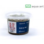 Rotala Vietnam H'ra – Hledejceny.cz