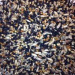 Avest Směs Kanár 13 20 kg – Zboží Dáma