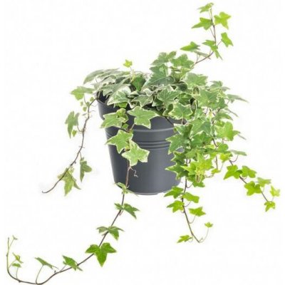 Břečťan popínavý pokojový, Hedera helix, panašovaný, průměr květináče 13 cm – Sleviste.cz