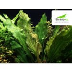 Echinodorus Ozelot Green – Zboží Mobilmania