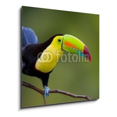 Obraz 1D - 50 x 50 cm - Keel Billed Toucan, from Central America. Keel Billed Toucan, ze Střední Ameriky. – Hledejceny.cz