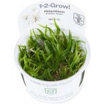 Echinodorus tenellus Green – Zboží Mobilmania