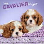 Cavalier King Charles Spaniel Puppies Square 2024 – Hledejceny.cz
