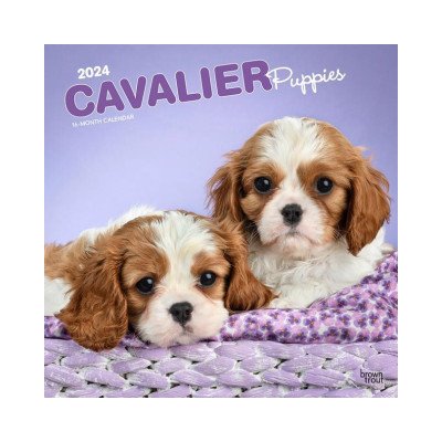 Cavalier King Charles Spaniel Puppies Square 2024 – Hledejceny.cz