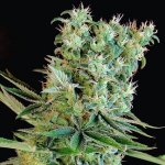 Genehtik Amnesia Bilbo semena neobsahují THC 5 ks – Zboží Dáma