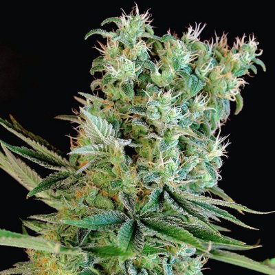 Genehtik Amnesia Bilbo semena neobsahují THC 5 ks – Zboží Dáma