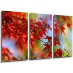 Obraz 3D třídílný - 90 x 50 cm - japanese red maple in autumn japonský červený javor na podzim – Sleviste.cz