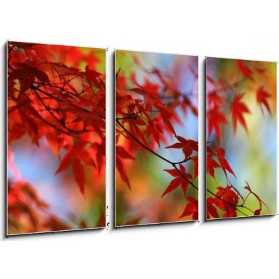 Obraz 3D třídílný - 90 x 50 cm - japanese red maple in autumn japonský červený javor na podzim – Sleviste.cz