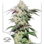 Dutch Passion Skywalker Haze semena neobsahují THC 3 ks – Sleviste.cz