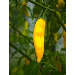 Semena Aji Lemon Drop – Zboží Dáma