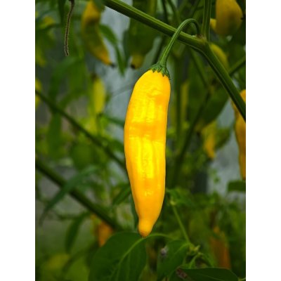 Semena Aji Lemon Drop – Zboží Dáma